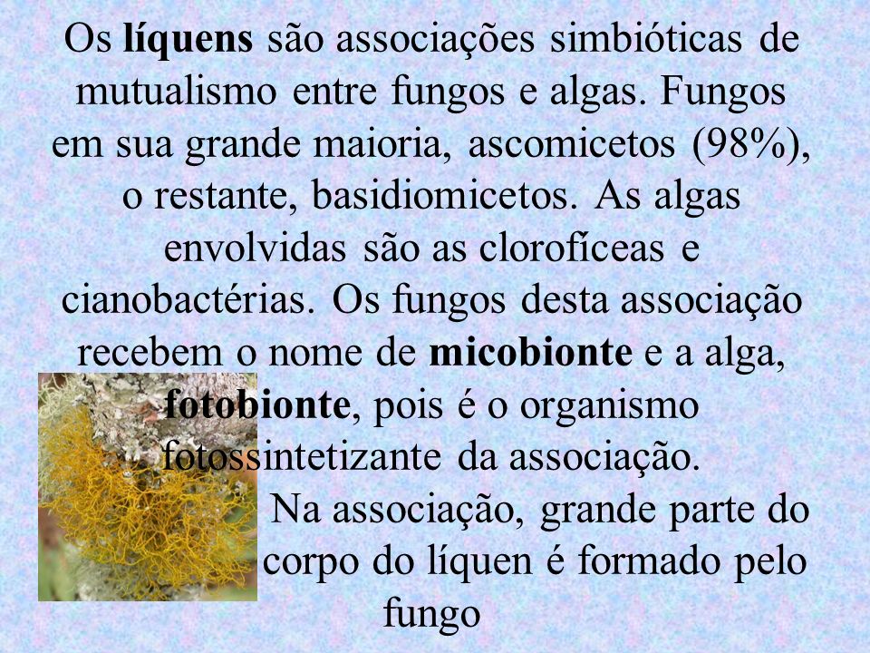 Os líquens são associações simbióticas de mutualismo entre fungos e algas.