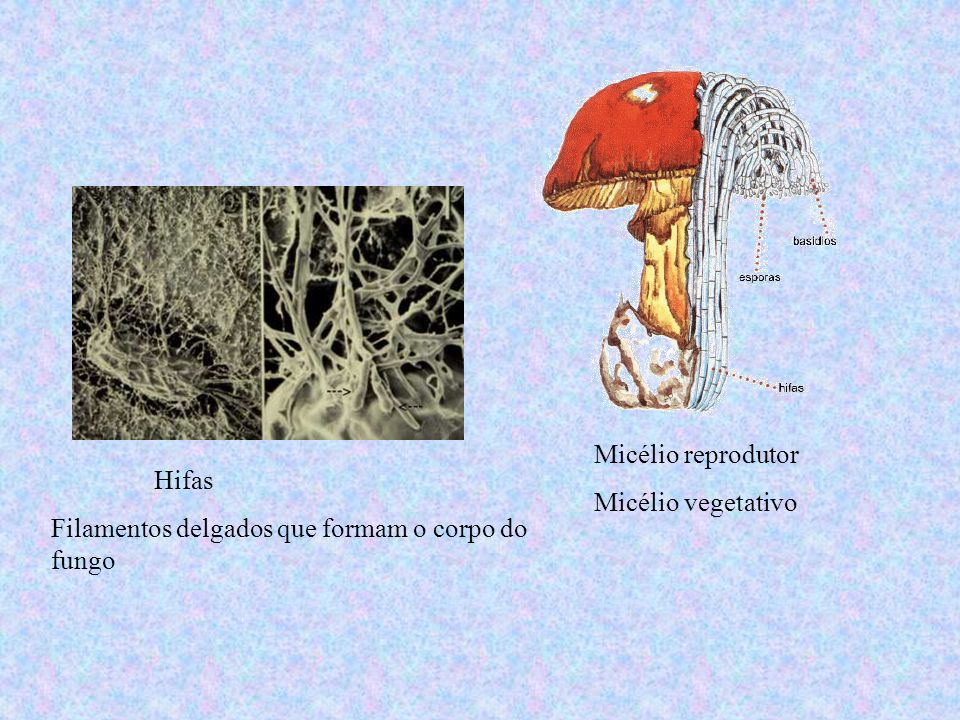 Micélio reprodutor Micélio vegetativo Hifas Filamentos delgados que formam o corpo do fungo