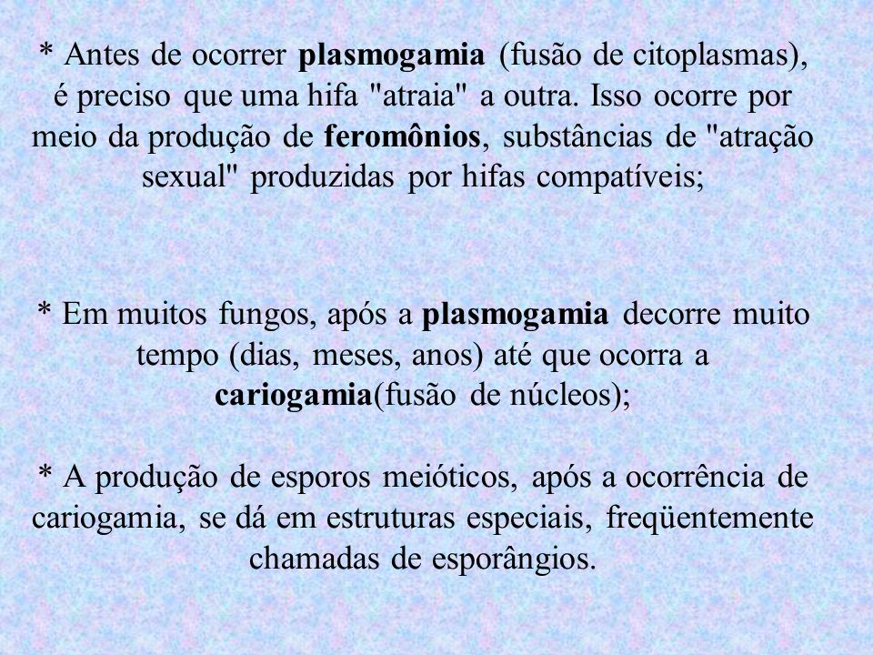* Antes de ocorrer plasmogamia (fusão de citoplasmas), é preciso que uma hifa atraia a outra.
