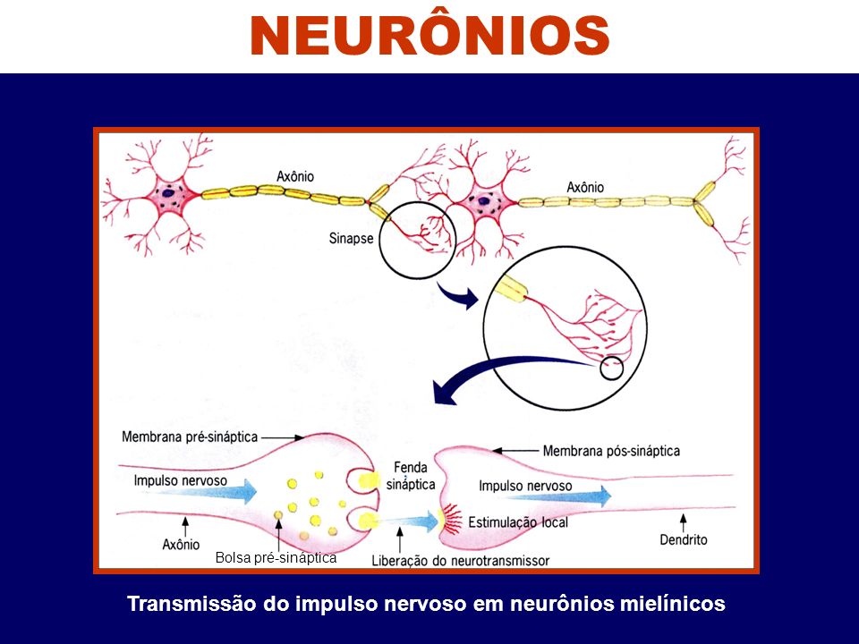 Transmissão do impulso nervoso em neurônios mielínicos
