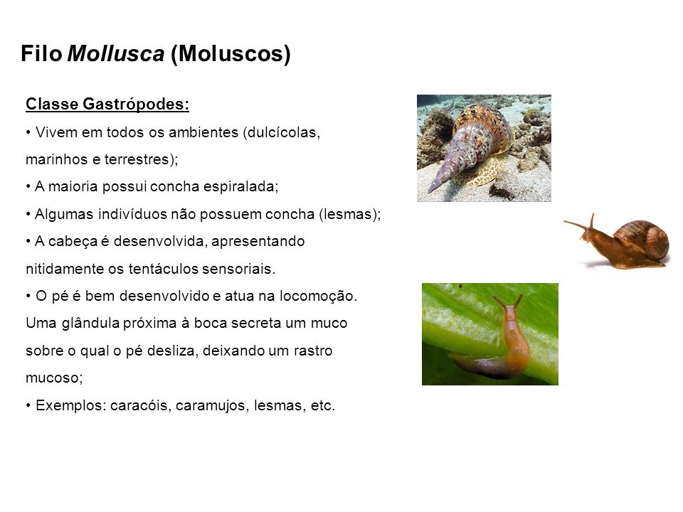 Filo Mollusca (Moluscos)