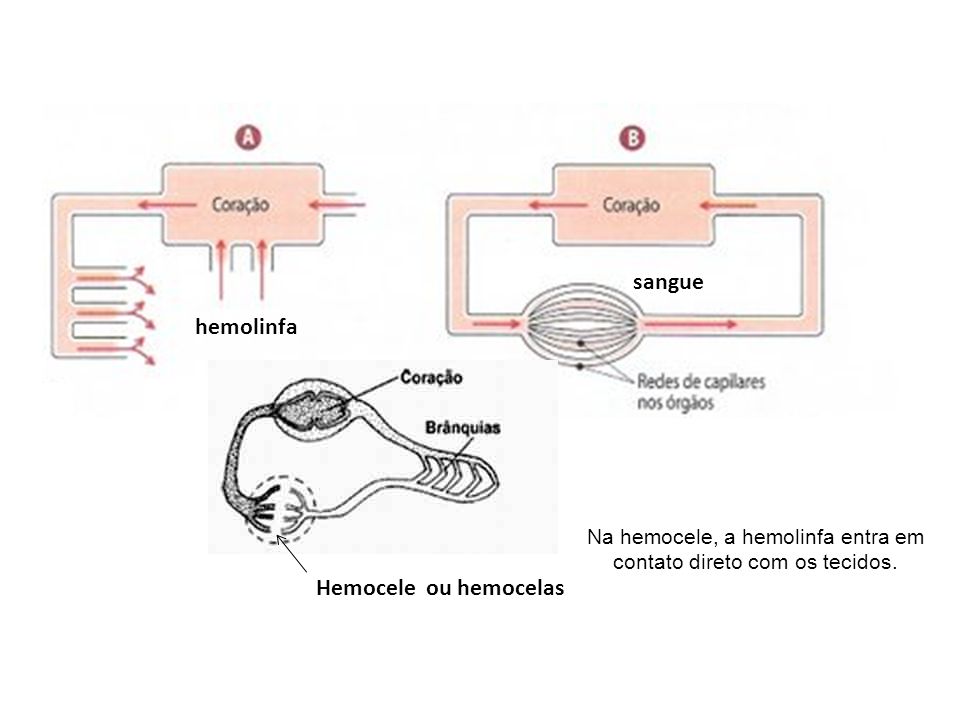 Na hemocele, a hemolinfa entra em contato direto com os tecidos.