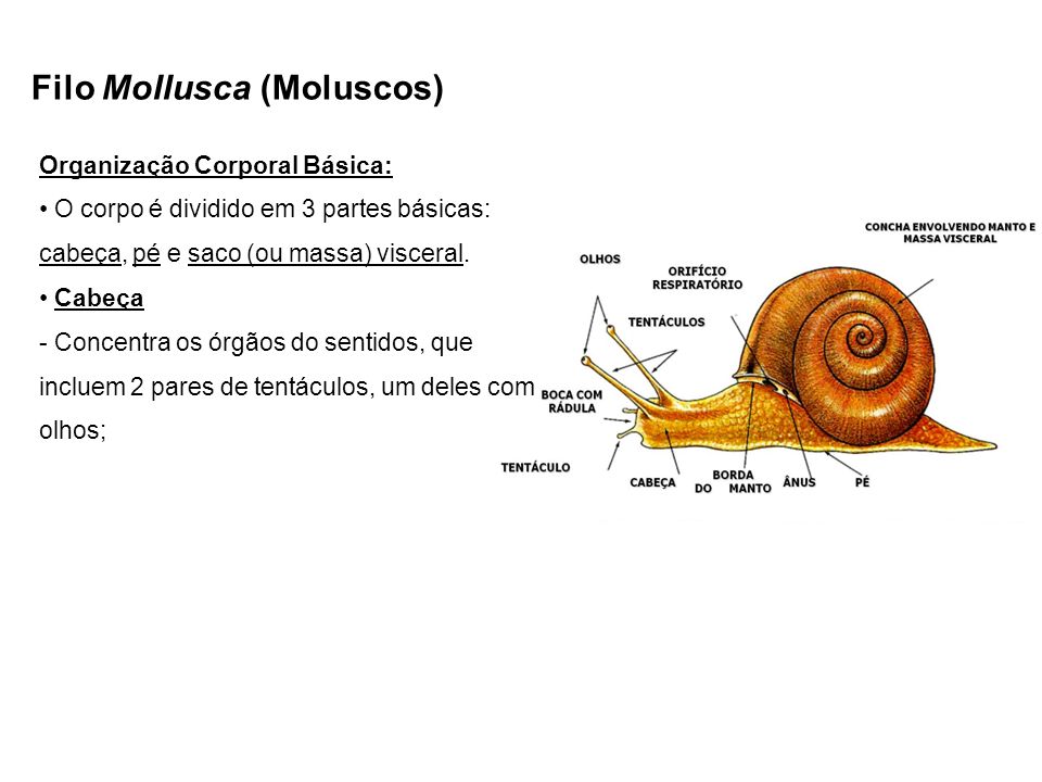 Filo Mollusca (Moluscos)