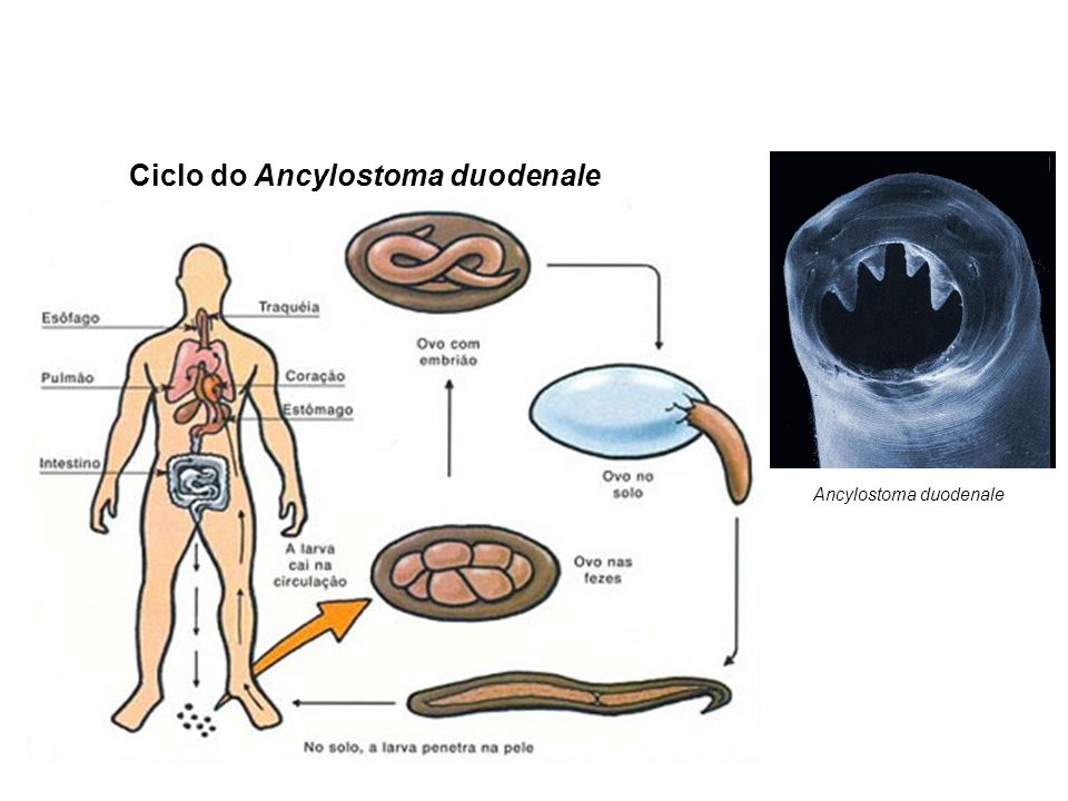 Ciclo do Ancylostoma duodenale