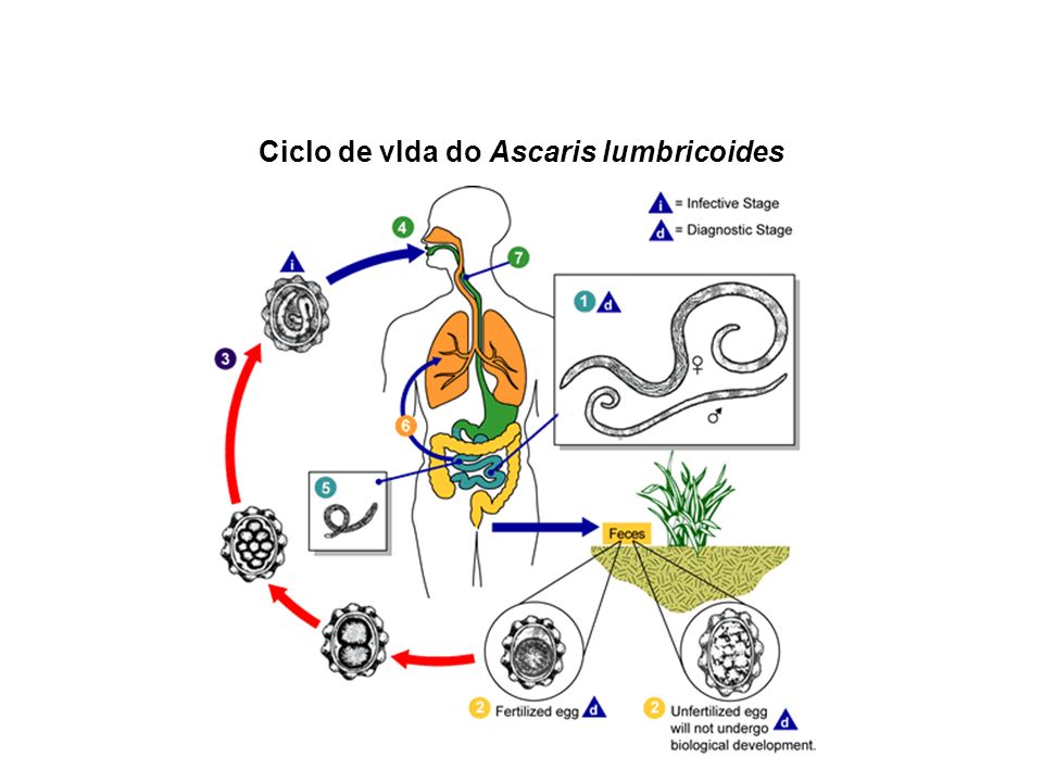 Ciclo de vIda do Ascaris lumbricoides