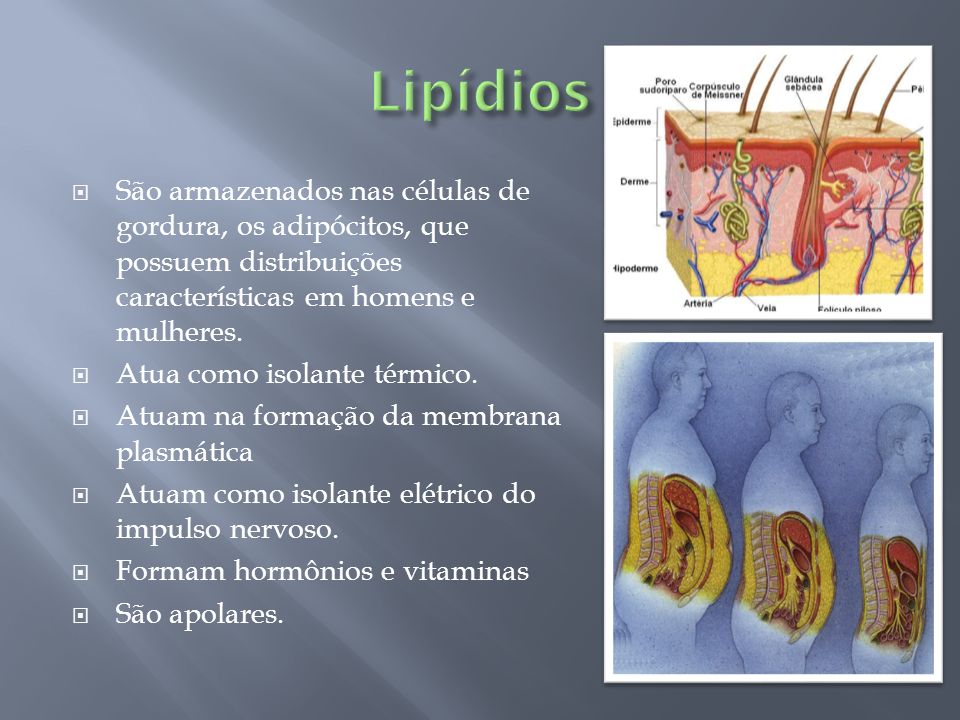 Lipídios São armazenados nas células de gordura, os adipócitos, que possuem distribuições características em homens e mulheres.