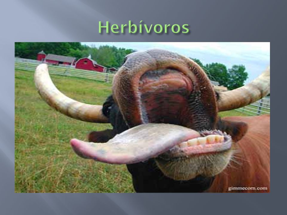 Herbívoros