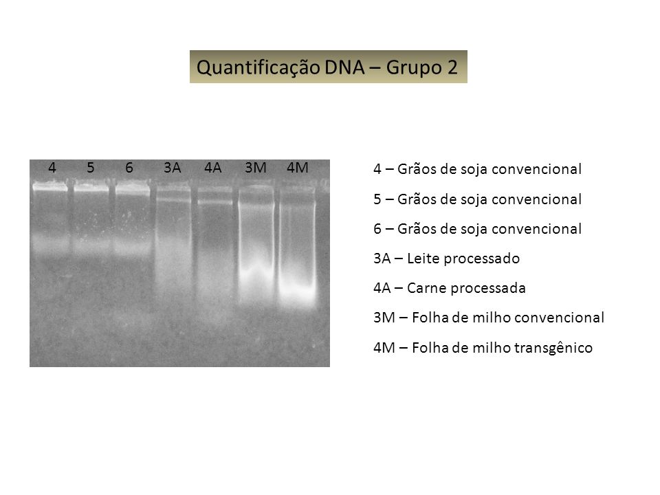 Quantificação DNA – Grupo 2