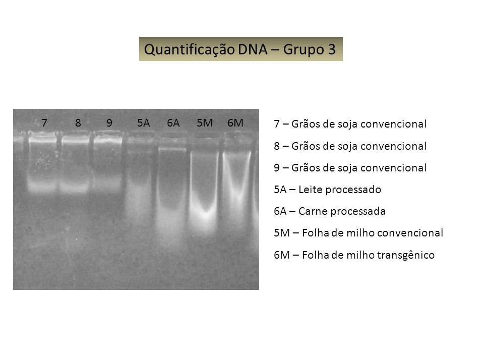 Quantificação DNA – Grupo 3