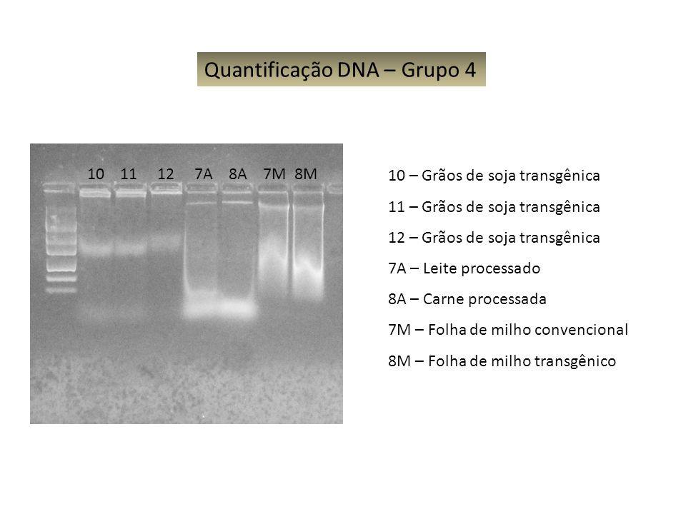 Quantificação DNA – Grupo 4