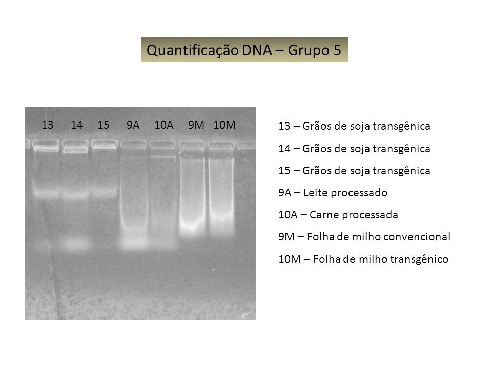 Quantificação DNA – Grupo 5