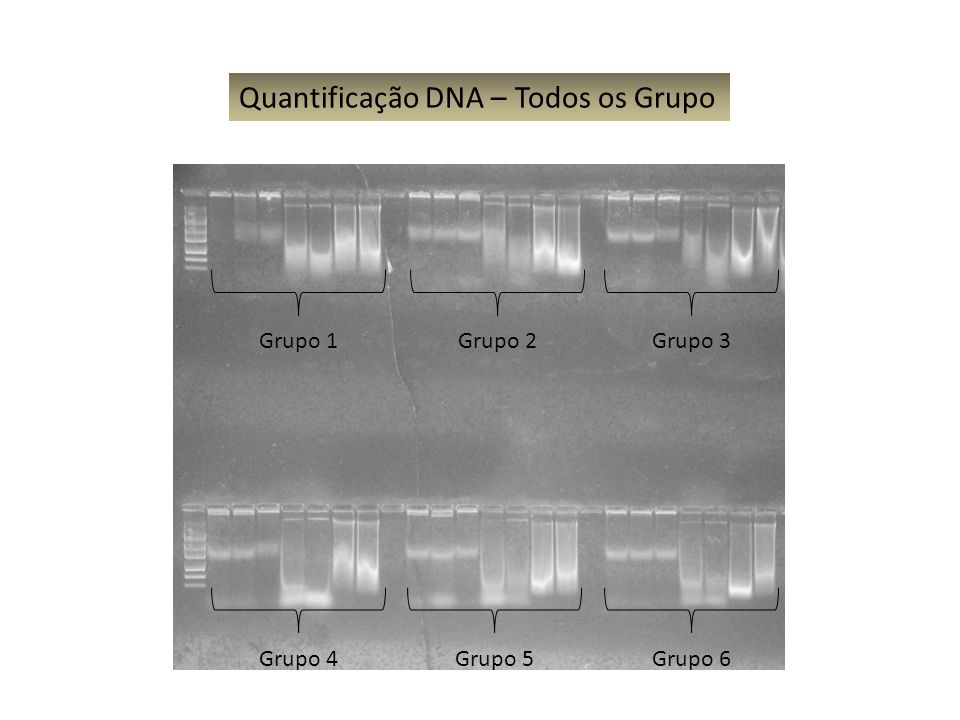 Quantificação DNA – Todos os Grupo