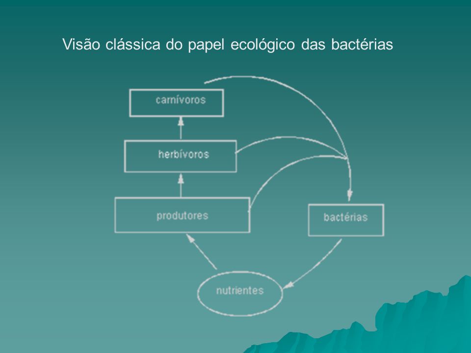 Visão clássica do papel ecológico das bactérias