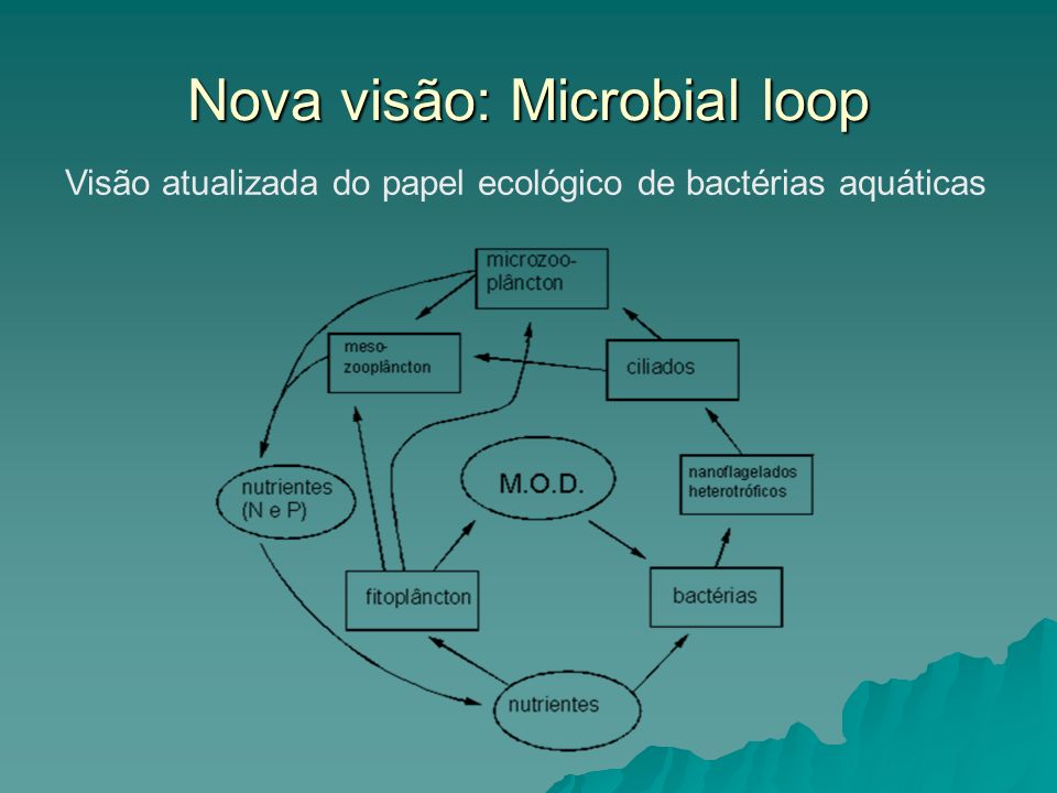 Nova visão: Microbial loop