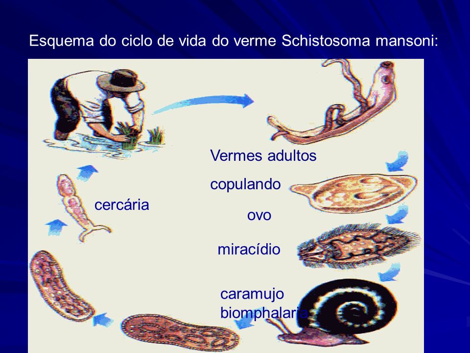 Esquema do ciclo de vida do verme Schistosoma mansoni:
