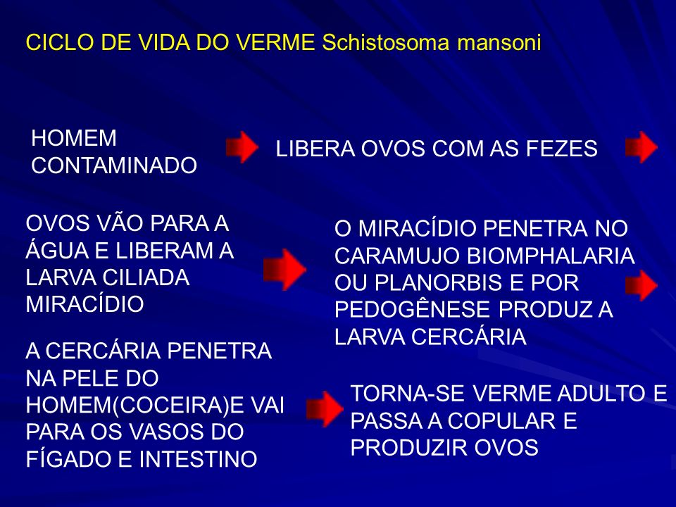 CICLO DE VIDA DO VERME Schistosoma mansoni