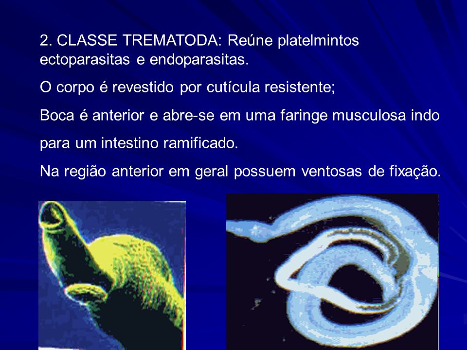 2. CLASSE TREMATODA: Reúne platelmintos ectoparasitas e endoparasitas.