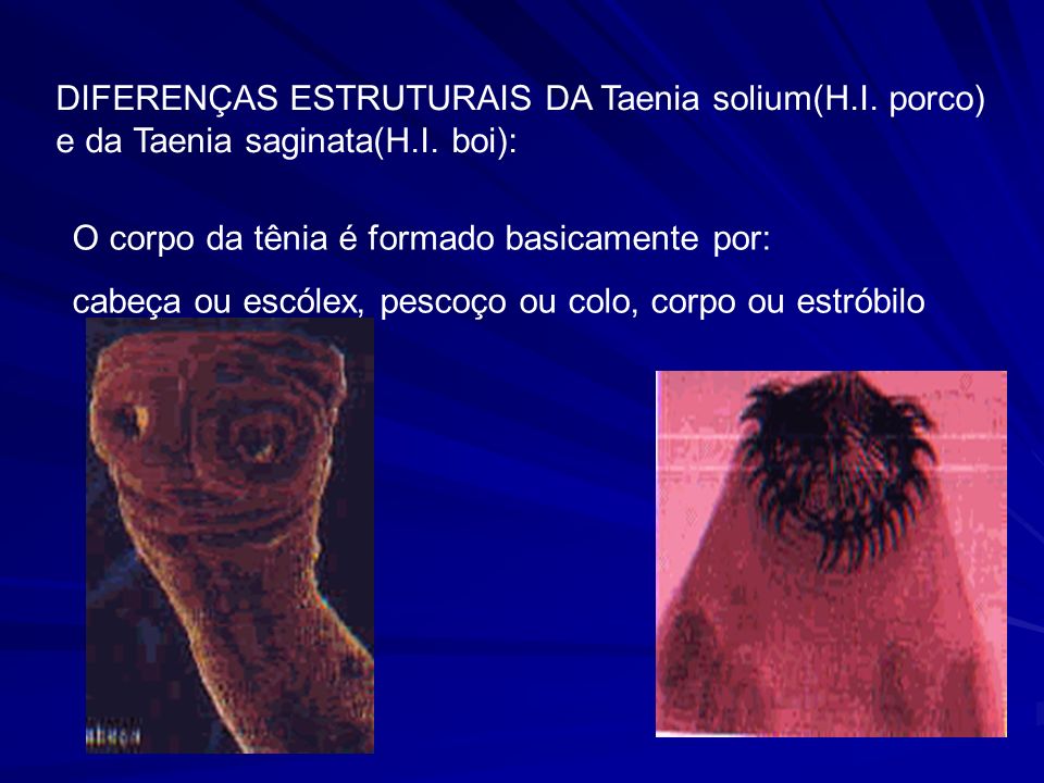 DIFERENÇAS ESTRUTURAIS DA Taenia solium(H. I