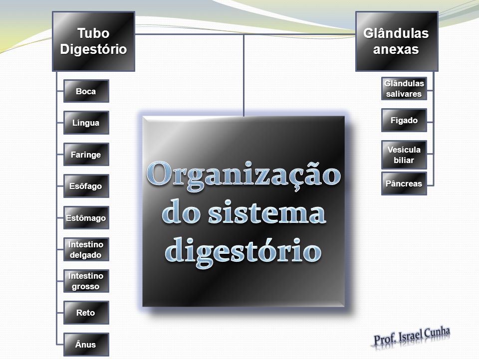 Organização do sistema digestório