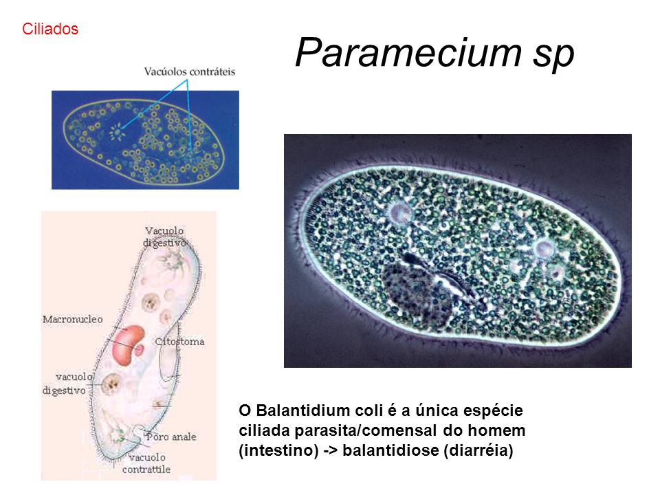 Paramecium sp Ciliados