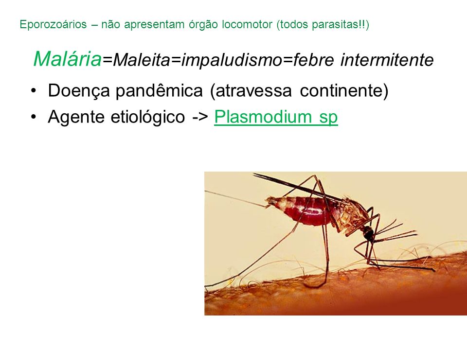 Malária=Maleita=impaludismo=febre intermitente