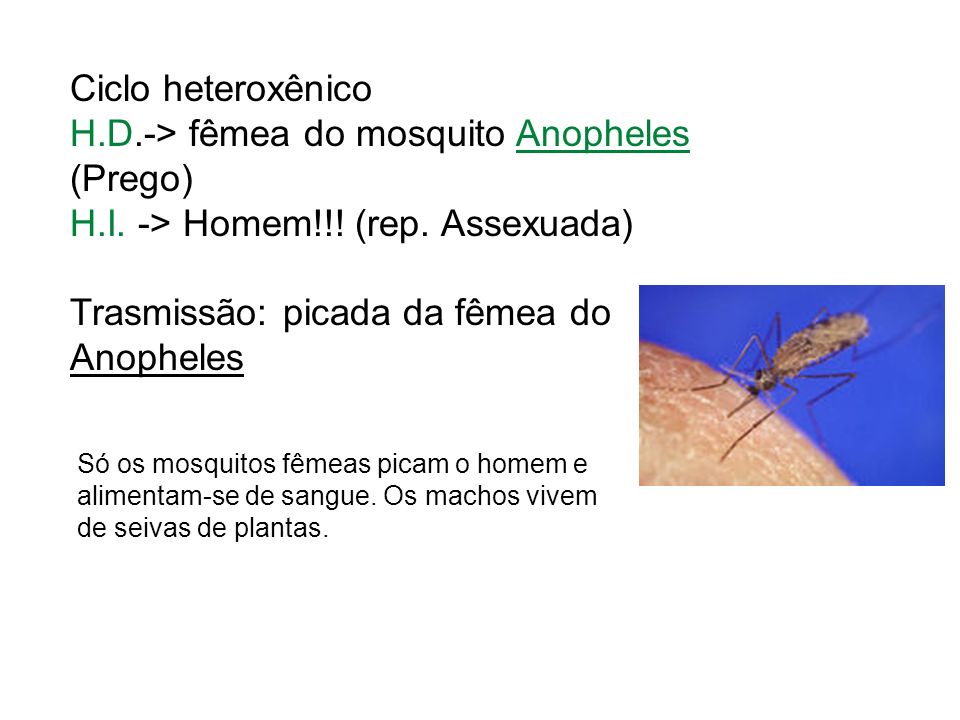 H.D.-> fêmea do mosquito Anopheles (Prego)