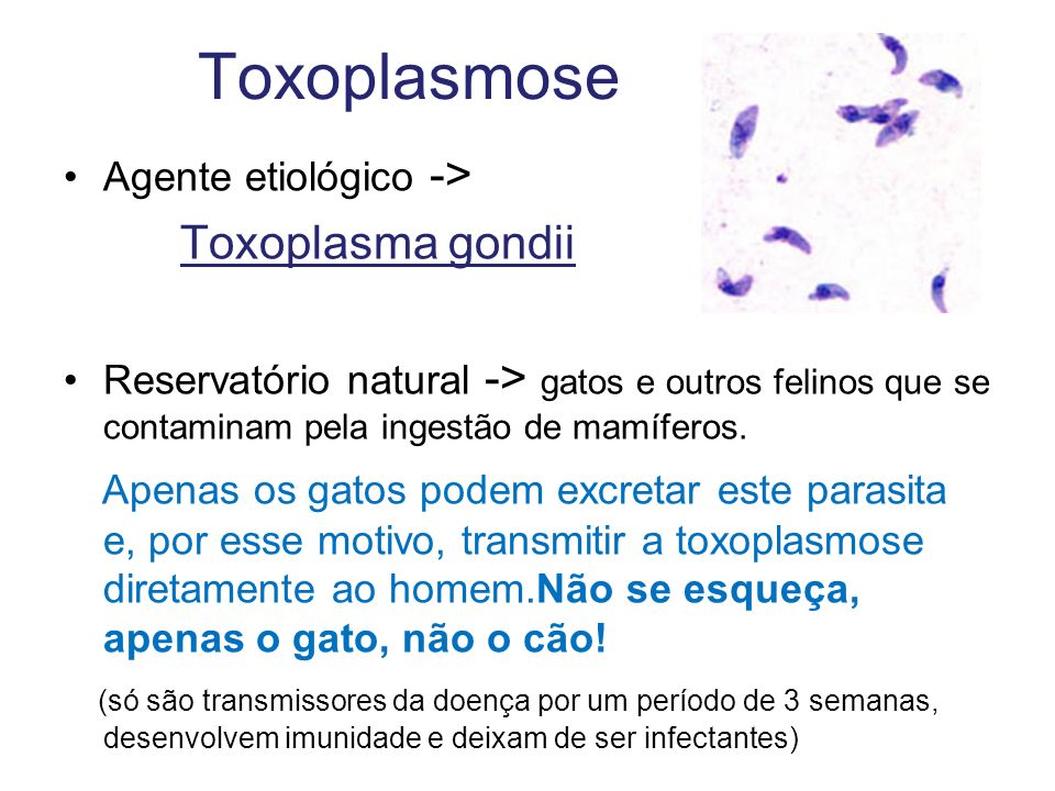 Toxoplasmose Toxoplasma gondii