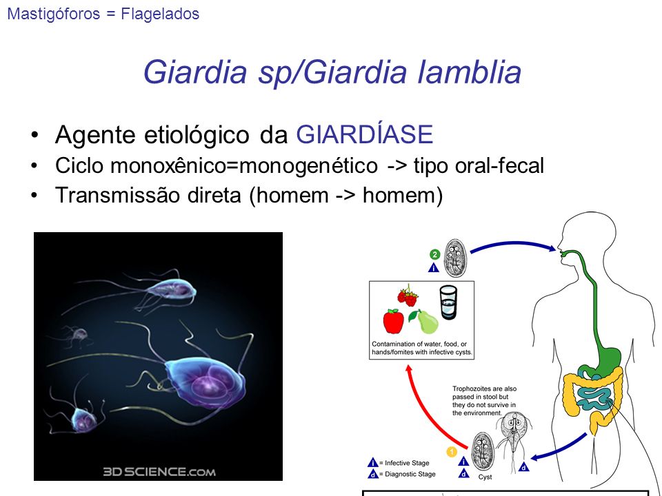 Giardia sp/Giardia lamblia