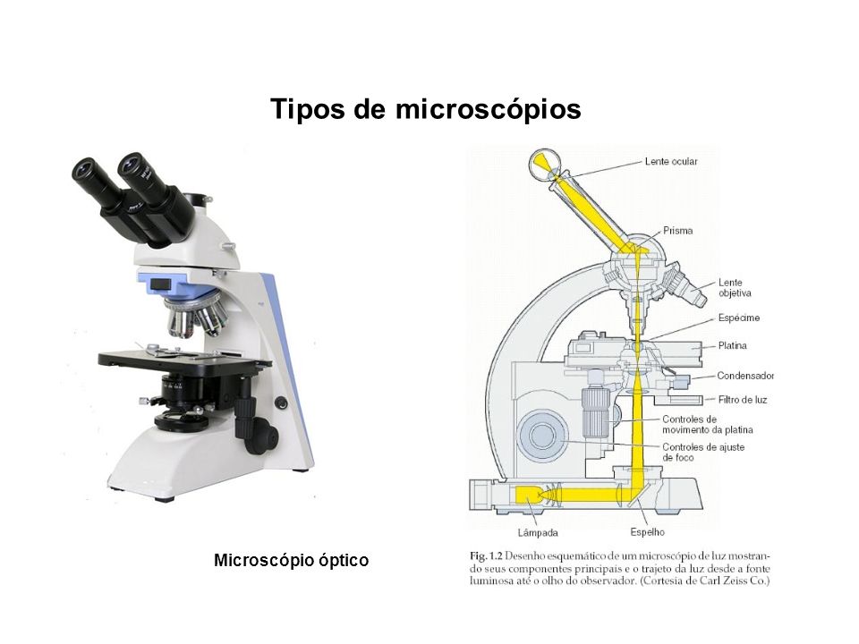 Tipos de microscópios Microscópio óptico