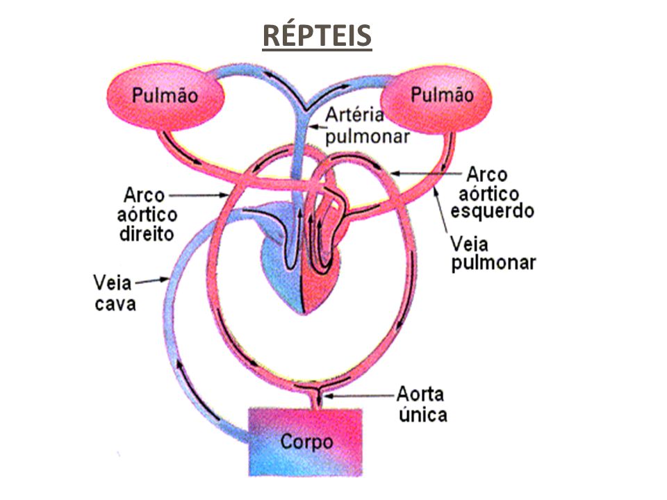 Resultado de imagem para sistema circulatorio dos repteis