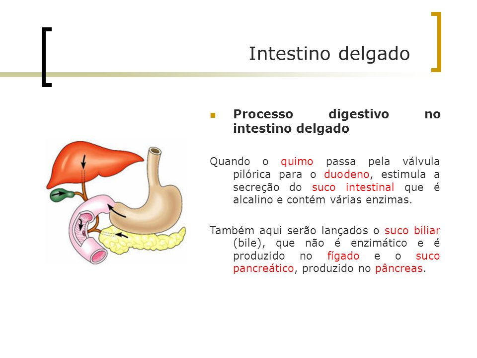 Intestino delgado Processo digestivo no intestino delgado