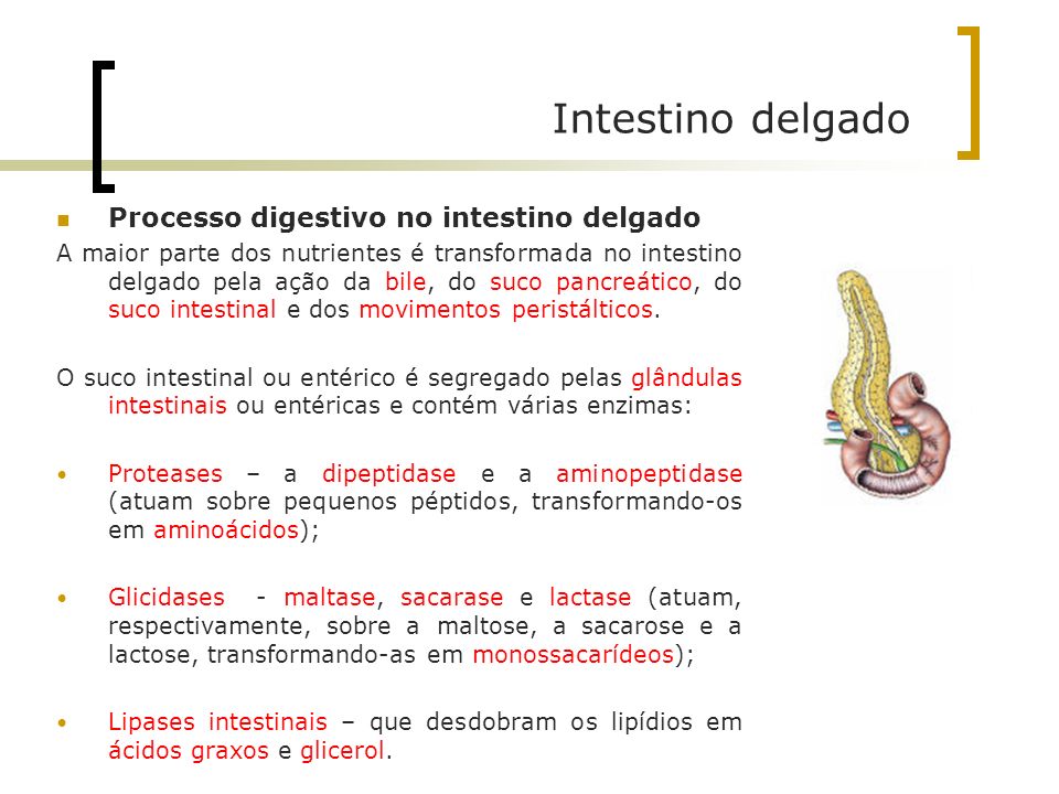 Intestino delgado Processo digestivo no intestino delgado