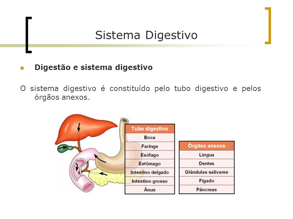 Sistema Digestivo Digestão e sistema digestivo