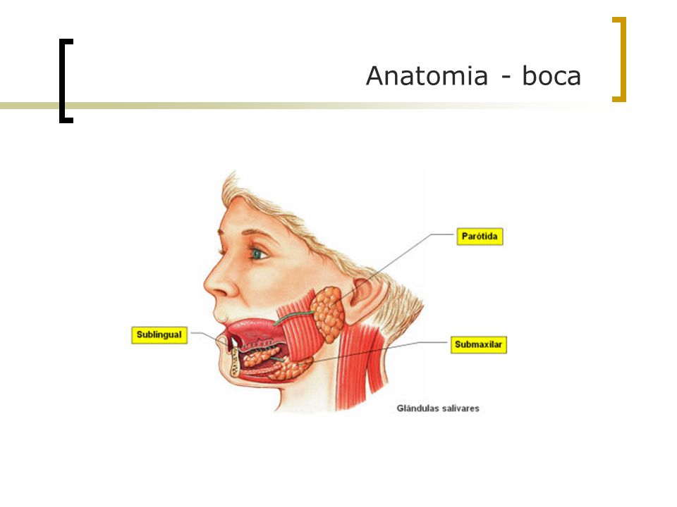 Anatomia - boca