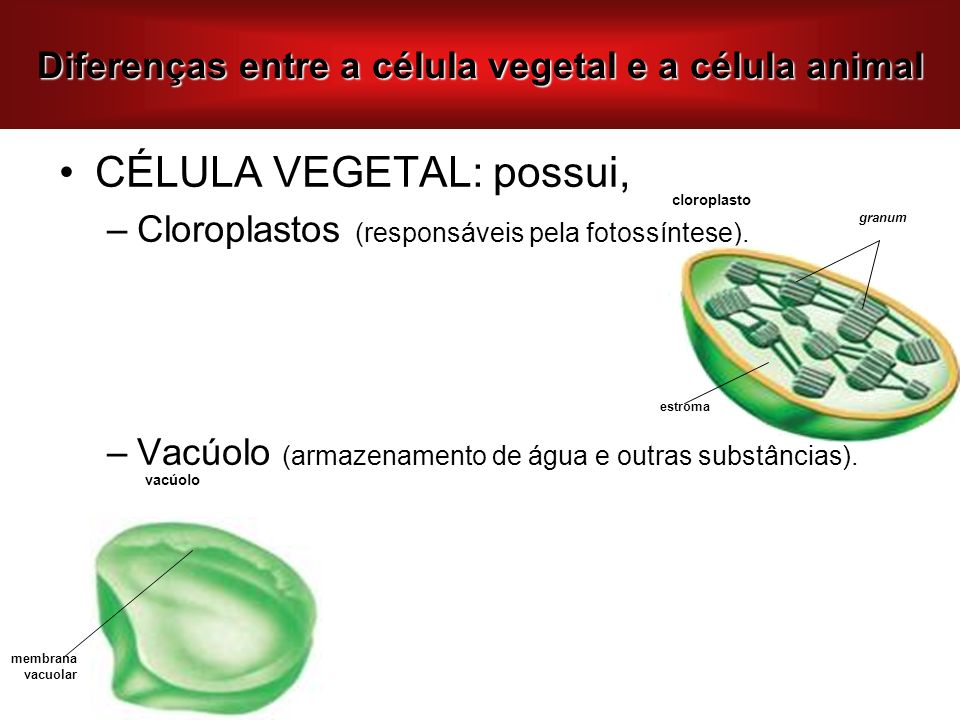Diferenças entre a célula vegetal e a célula animal