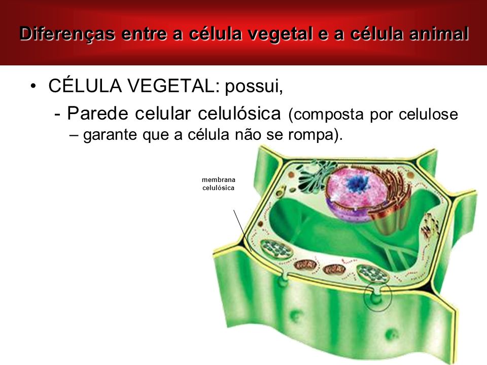Diferenças entre a célula vegetal e a célula animal