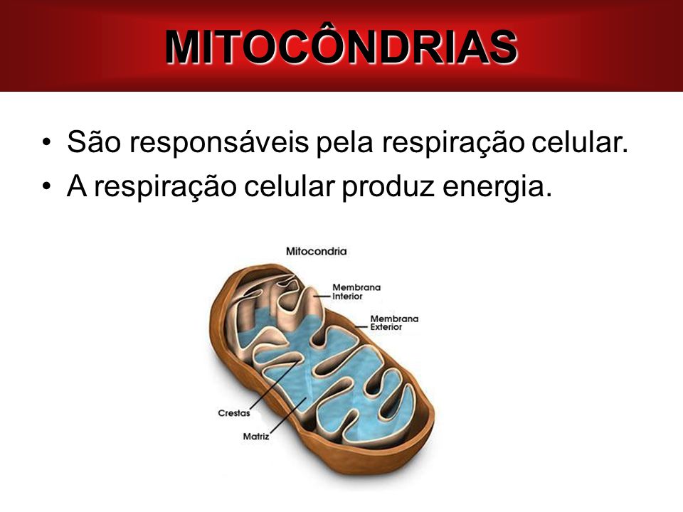 MITOCÔNDRIAS São responsáveis pela respiração celular.