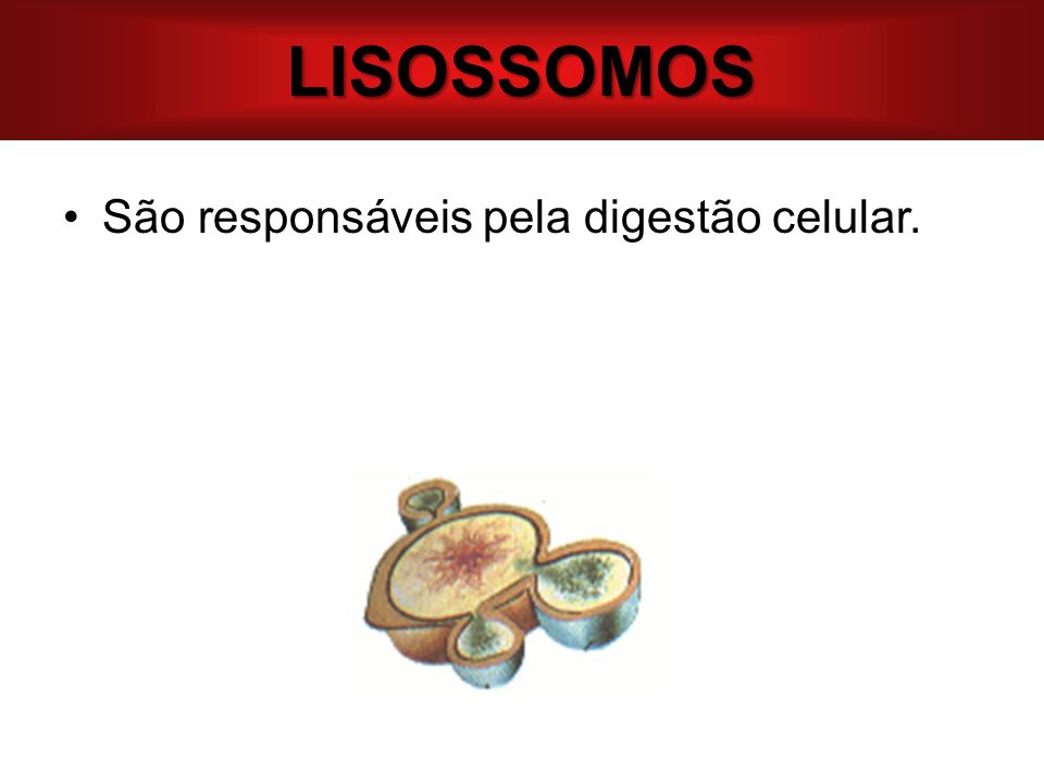 LISOSSOMOS São responsáveis pela digestão celular.