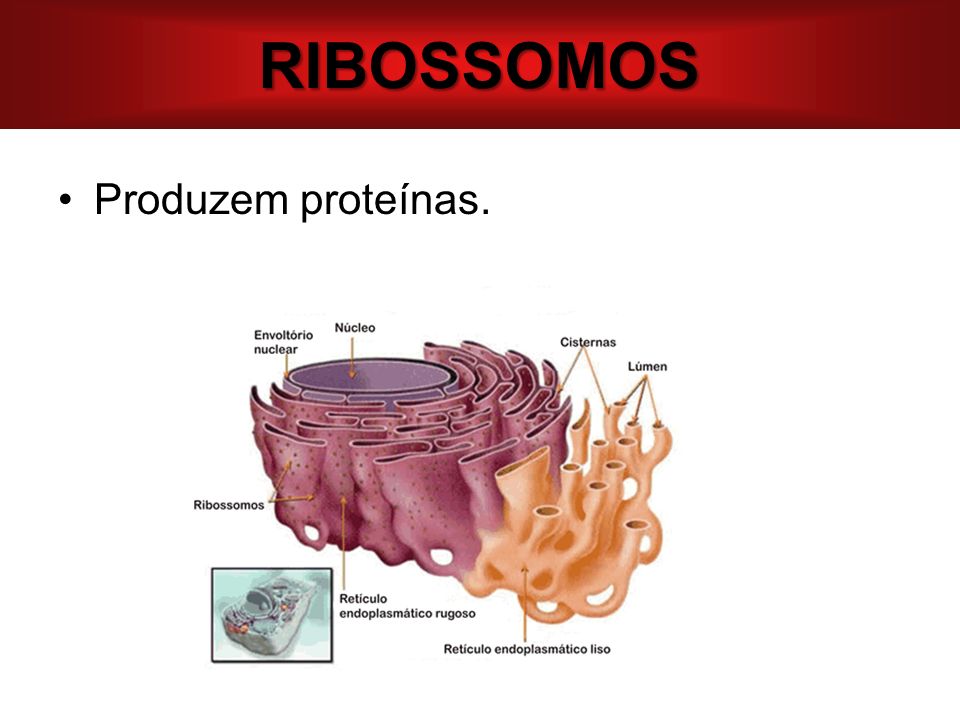 RIBOSSOMOS Produzem proteínas.