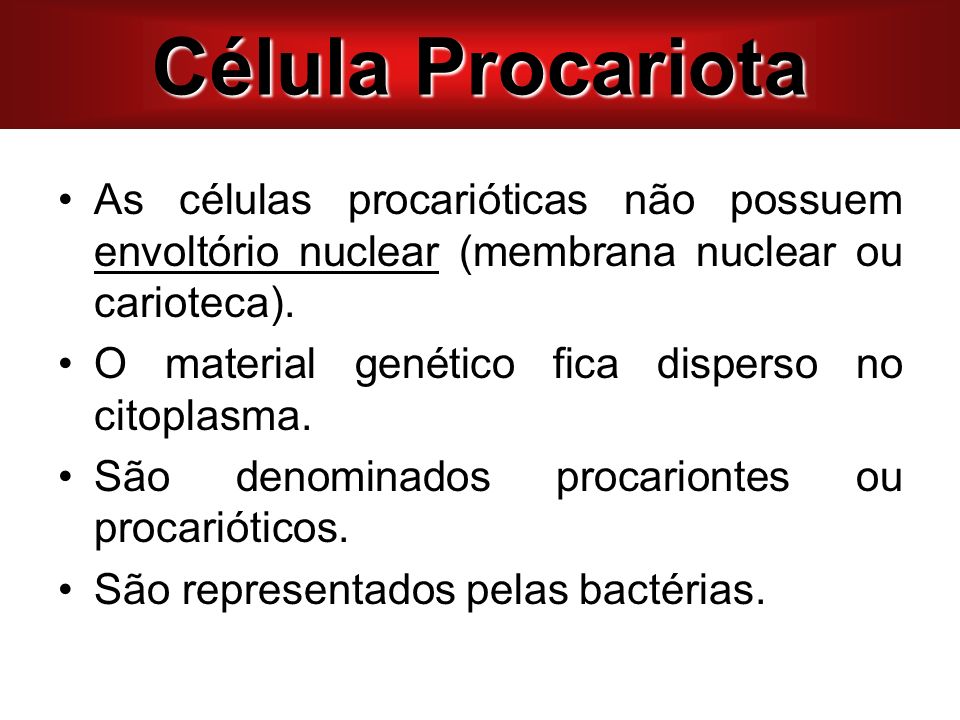 Célula Procariota As células procarióticas não possuem envoltório nuclear (membrana nuclear ou carioteca).
