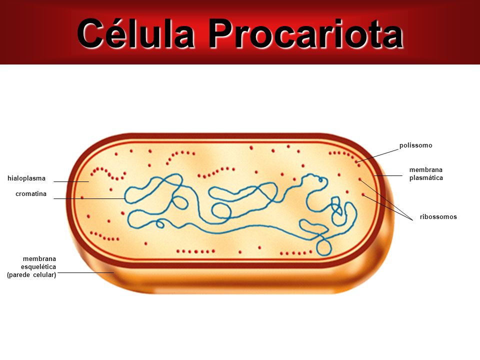 Célula Procariota polissomo membrana plasmática hialoplasma cromatina