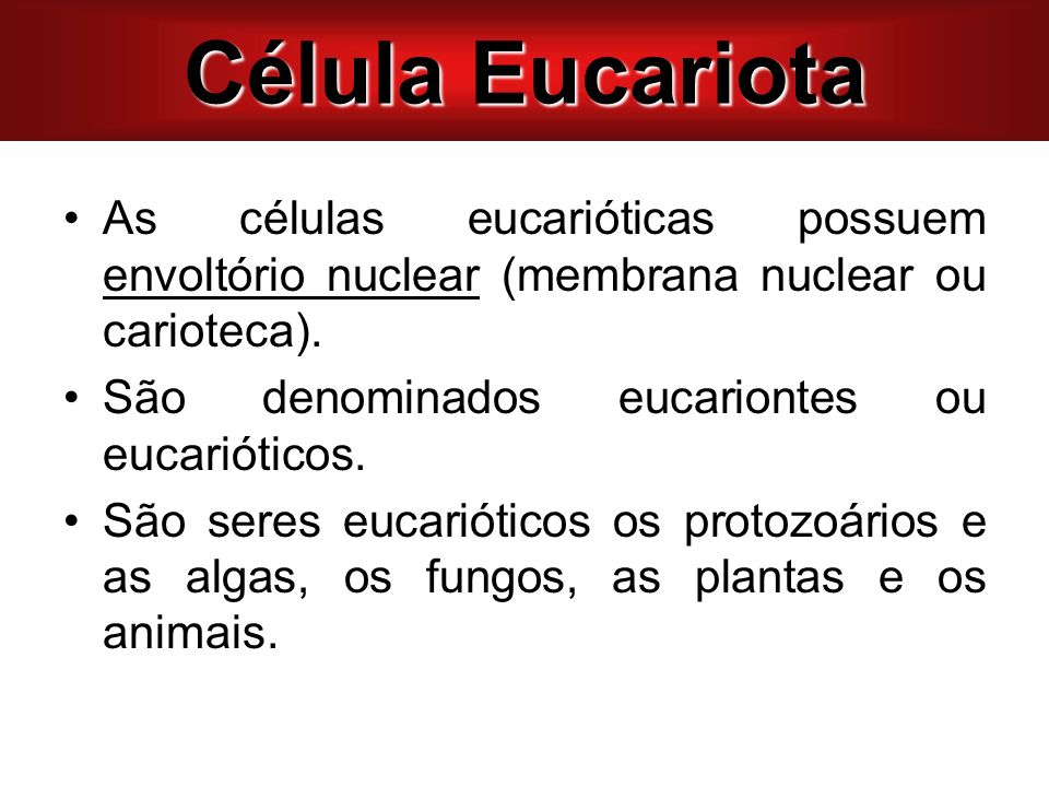 Célula Eucariota As células eucarióticas possuem envoltório nuclear (membrana nuclear ou carioteca).