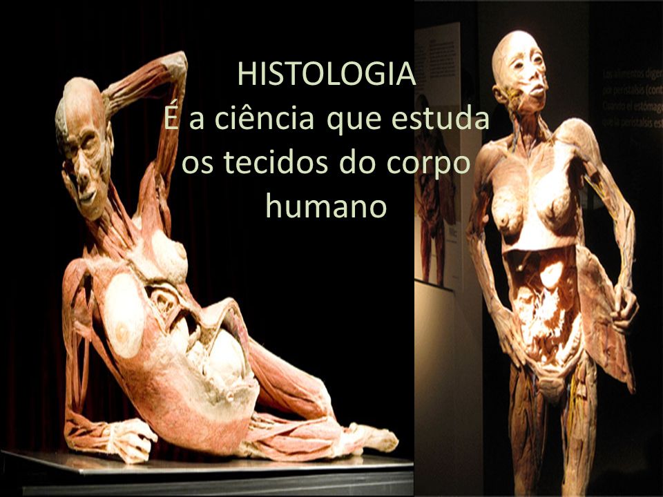 HISTOLOGIA É a ciência que estuda os tecidos do corpo humano