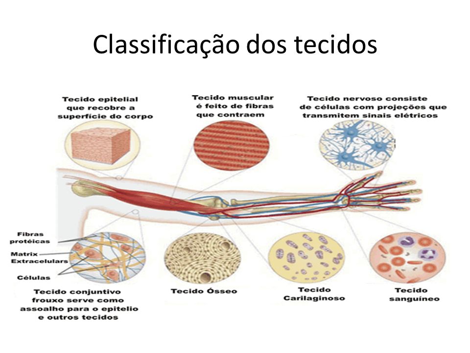 Classificação dos tecidos