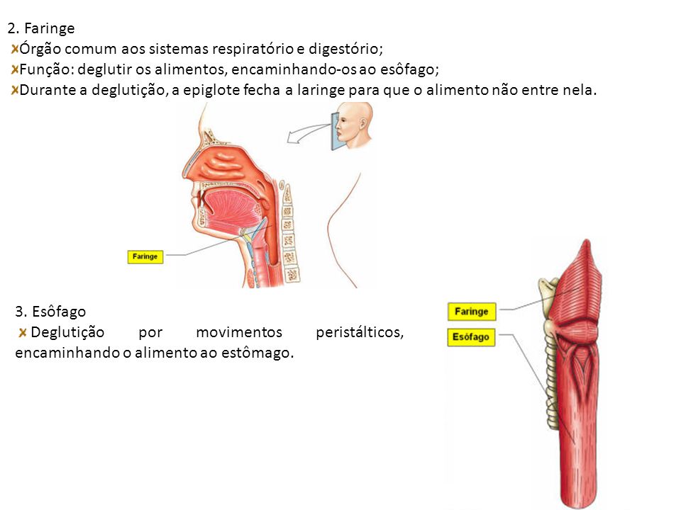 2. Faringe Órgão comum aos sistemas respiratório e digestório; Função: deglutir os alimentos, encaminhando-os ao esôfago;