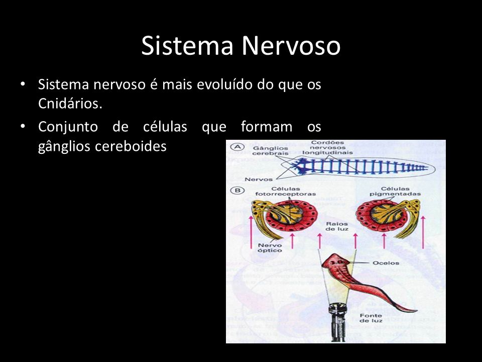 Sistema Nervoso Sistema nervoso é mais evoluído do que os Cnidários.