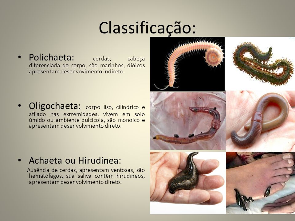 Classificação: Polichaeta: cerdas, cabeça diferenciada do corpo, são marinhos, dióicos apresentam desenvovimento indireto.