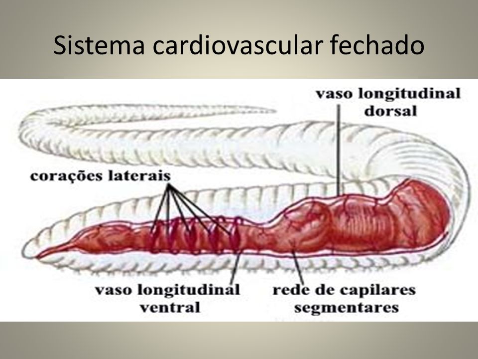 Sistema cardiovascular fechado