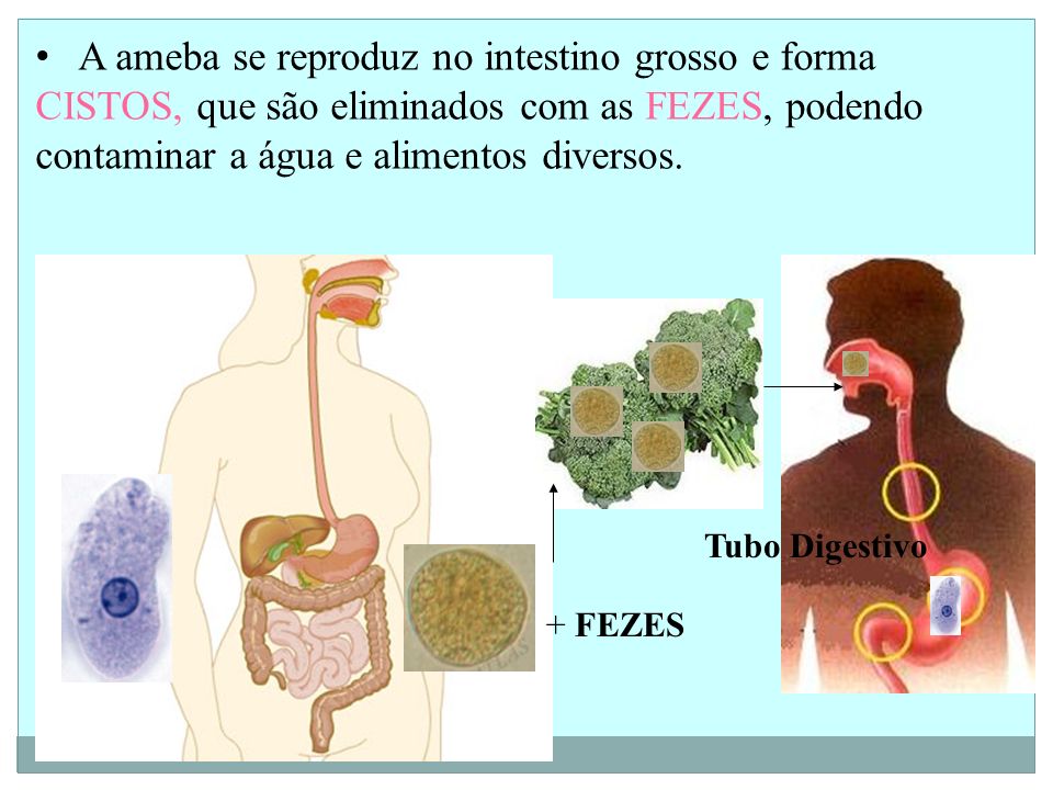 A ameba se reproduz no intestino grosso e forma CISTOS, que são eliminados com as FEZES, podendo contaminar a água e alimentos diversos.