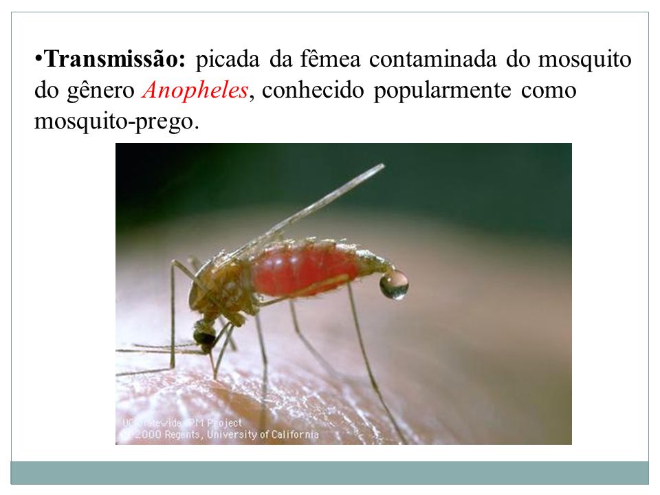 Transmissão: picada da fêmea contaminada do mosquito do gênero Anopheles, conhecido popularmente como mosquito-prego.